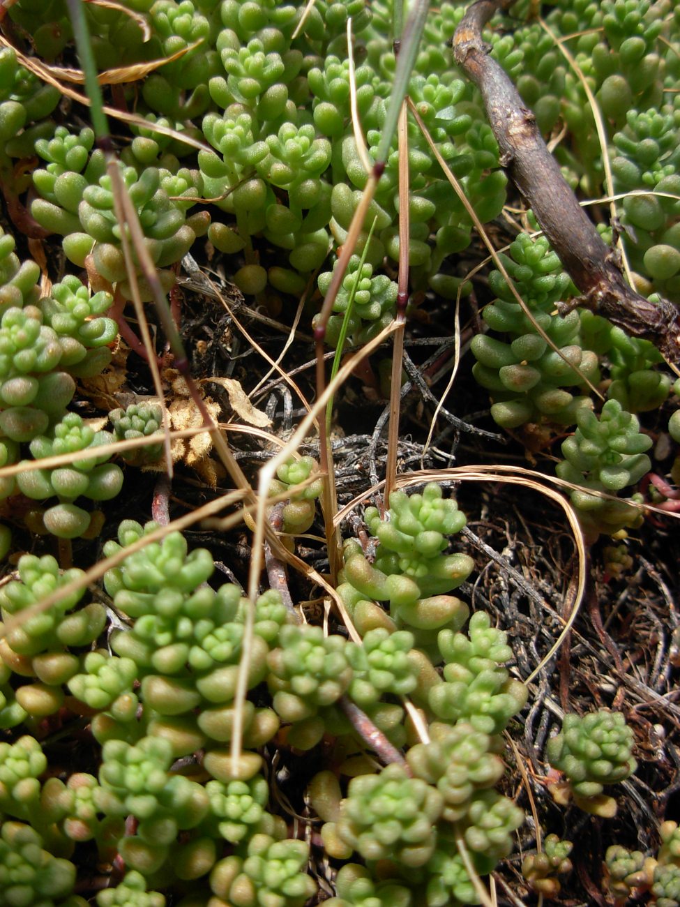 Micropyrum tenellum (L.) Link / Festuca annua